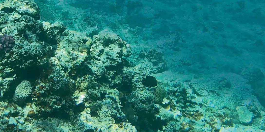 A vibrant coral reef with fish swimming gracefully through the clear blue water.