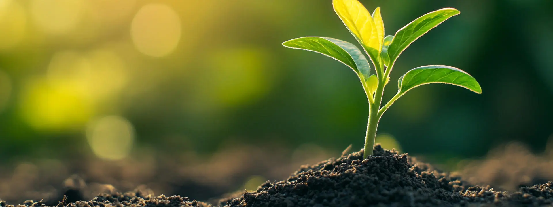 Plant sprouting from soil
