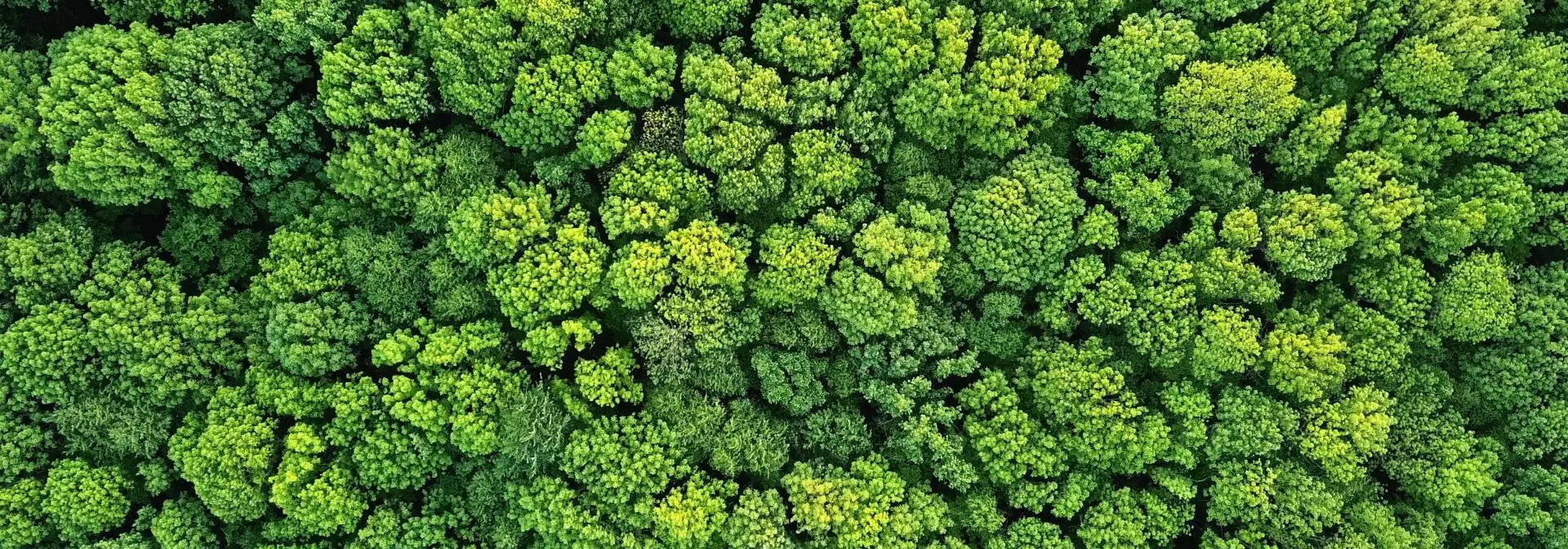 An aerial shot of a lush green forrest