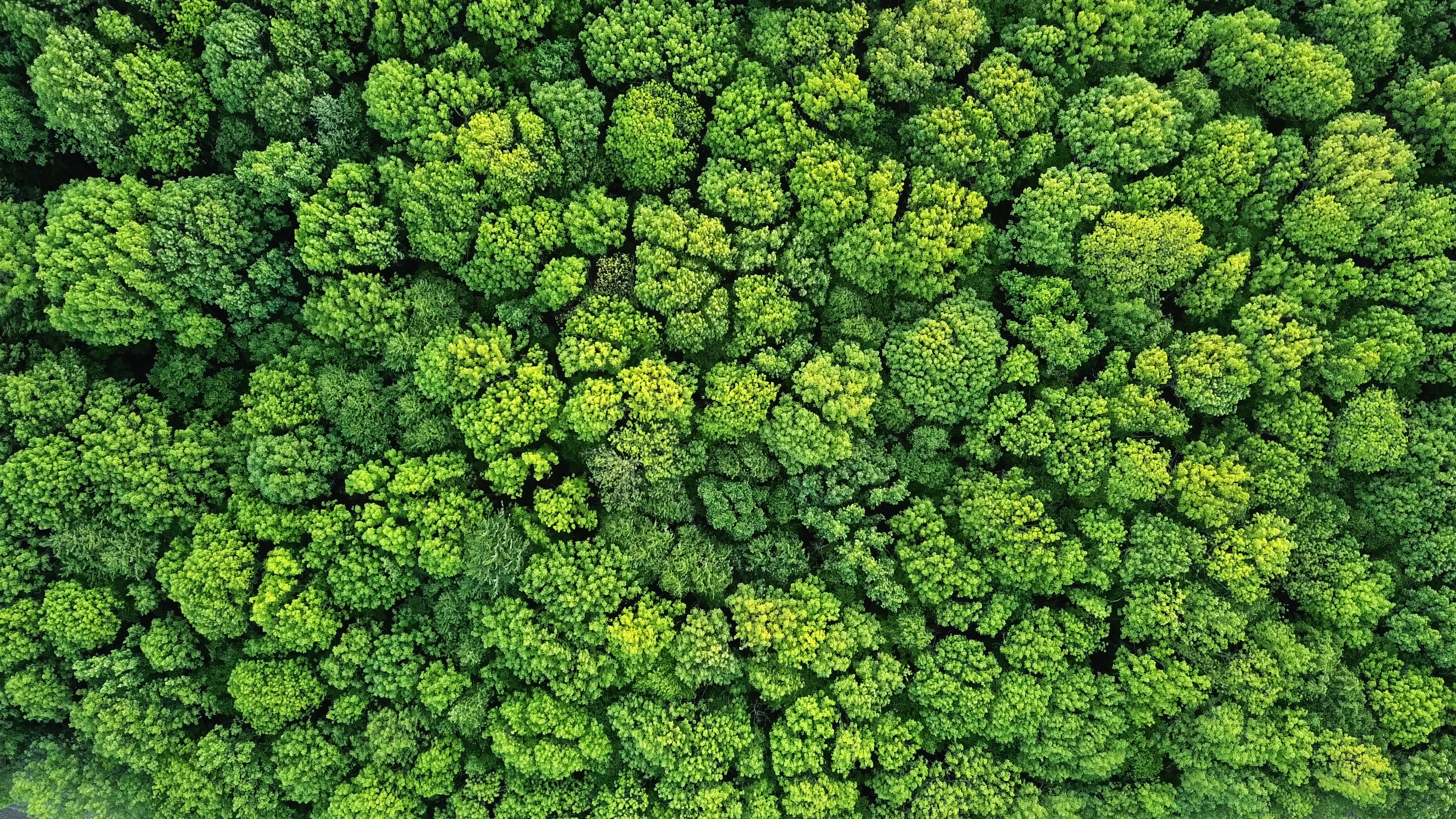 An aerial shot of a lush green forrest 