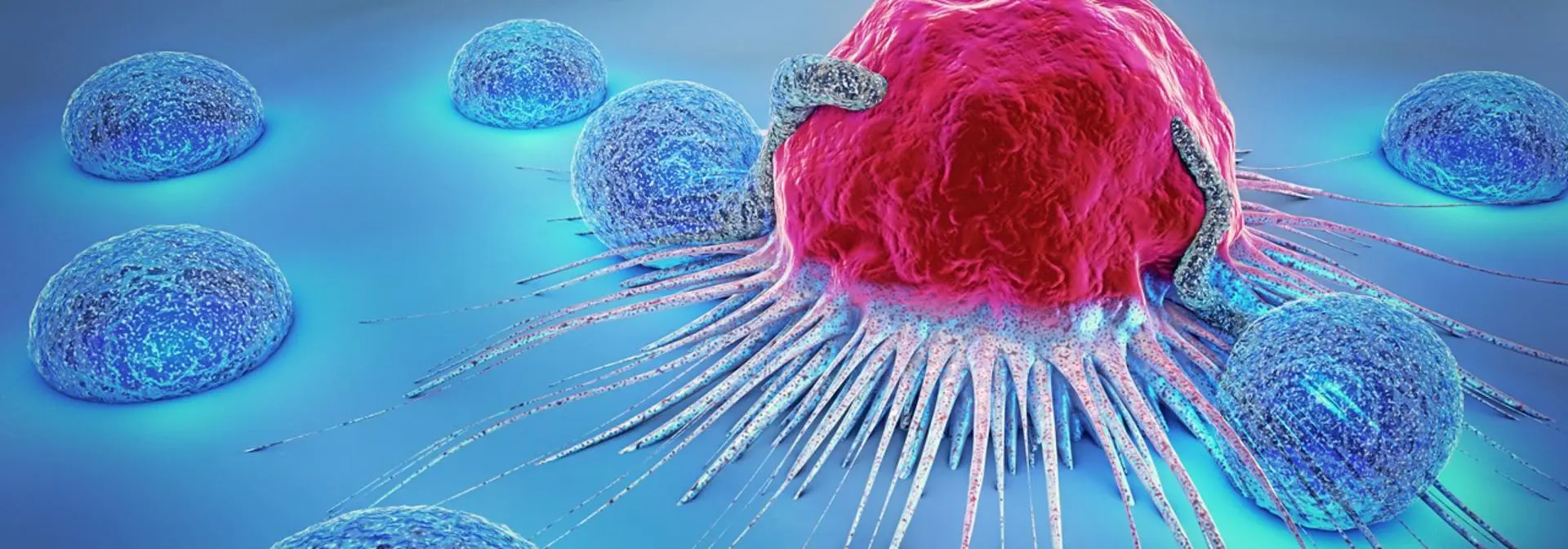 Cell structures viewed under a microscope