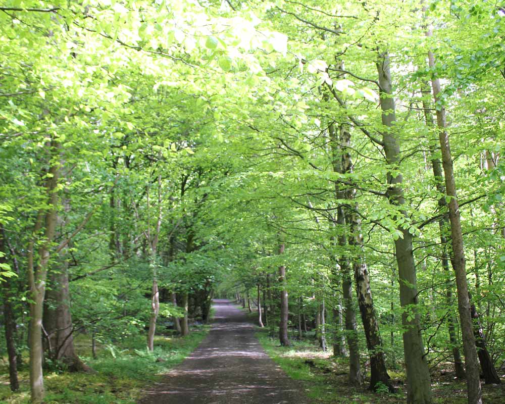 Walkway lined by very tall trees