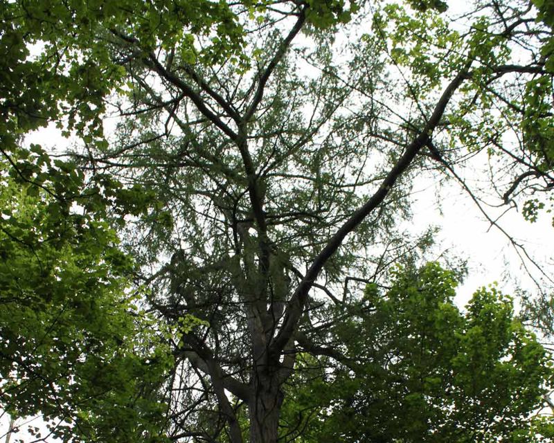 This conifer is around 24 metres tall Larix decidua