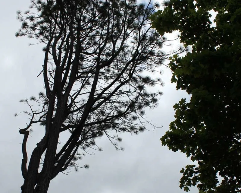 Pinus ponderosa