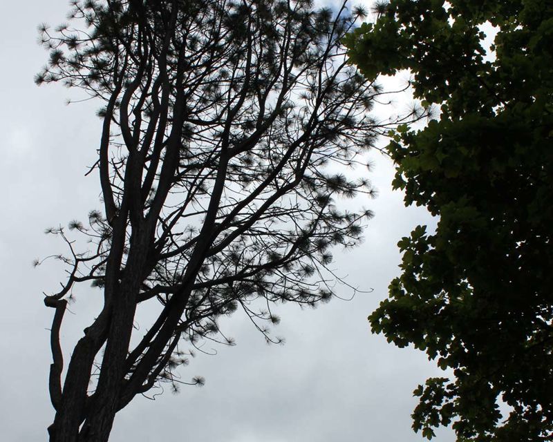 This pine is about 14 metres tall Pinus ponderosa