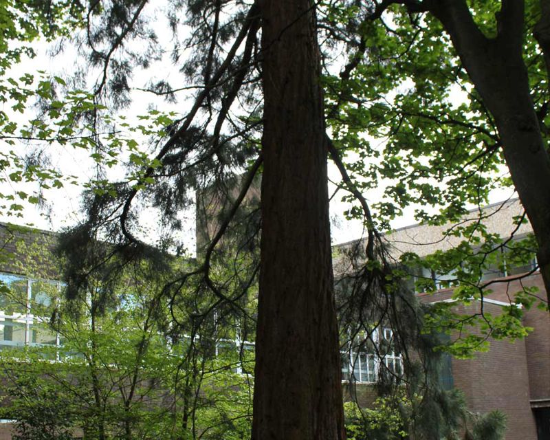 This giant redwood is around 23 metres tall Sequoiadendron giganteum
