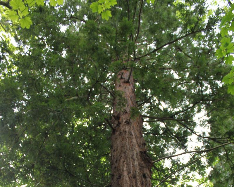 This redwood is around 20 metres tall Sequoia sempervirens