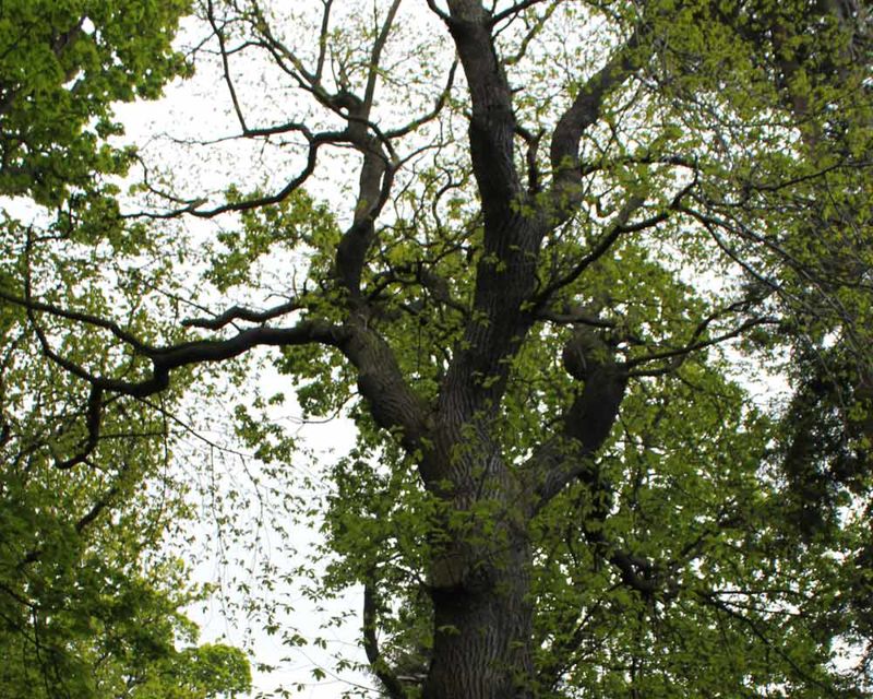 Castanea sativa