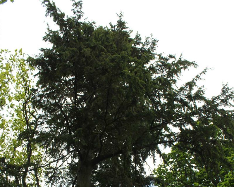 This tree is 25-27 metres tall Tsuga heterophylla