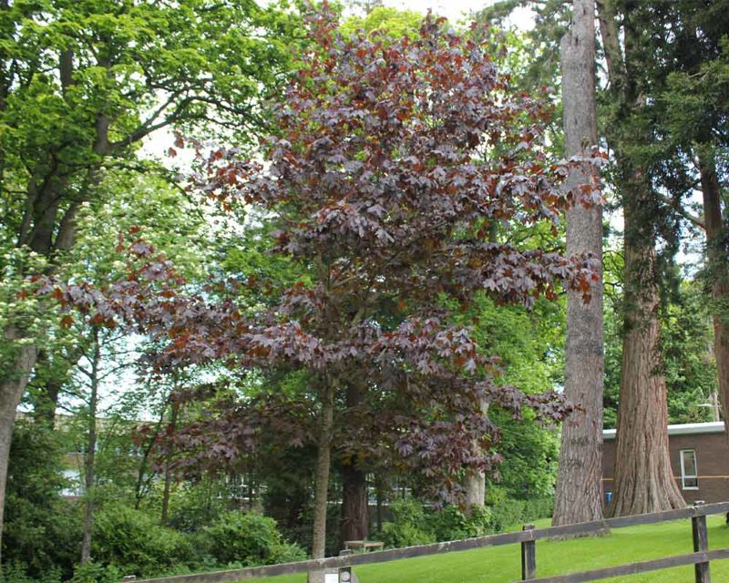 This maple is 6 metres tall Acer platanoides