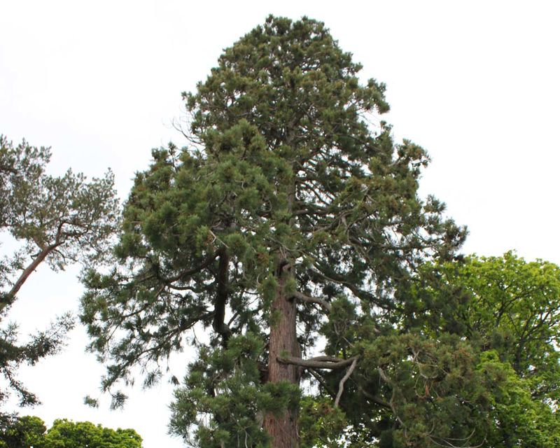 This redwood is around 20 metres tall Sequoia sempervirens