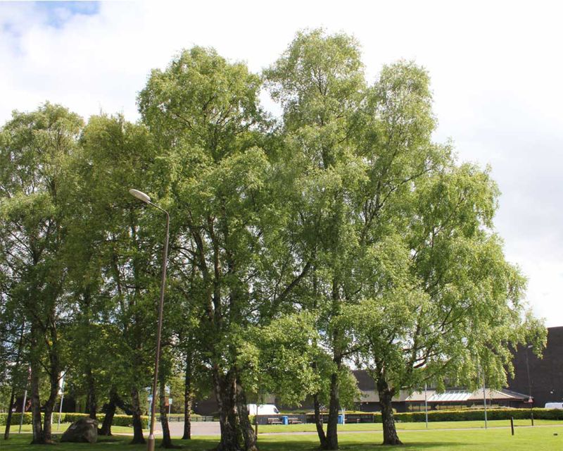 Commonly known as Silver Birch, these trees sit across from main recpetion Betula pendula