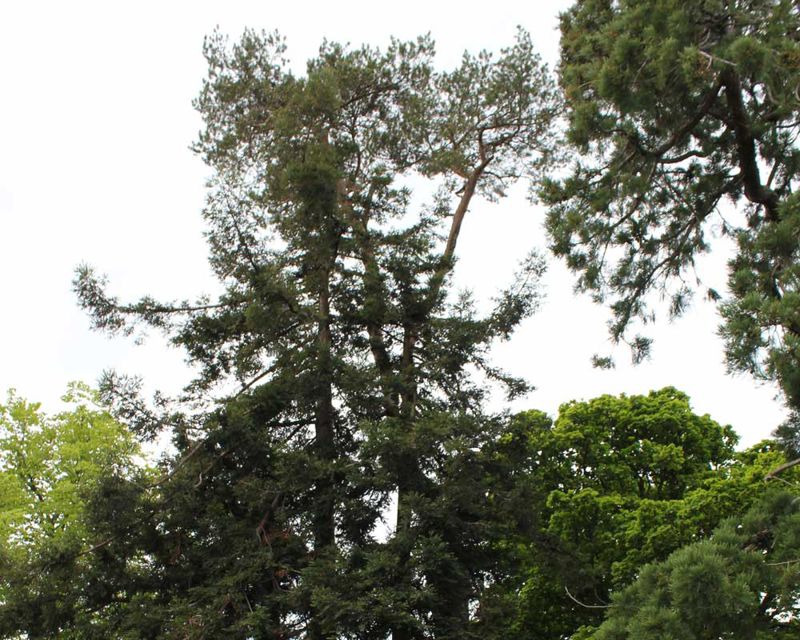 This redwood is around 23 metres tall Sequoiadendron giganteum