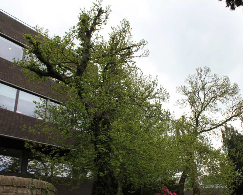 This chestnut is around 15-17 metres tall Castanea sativa
