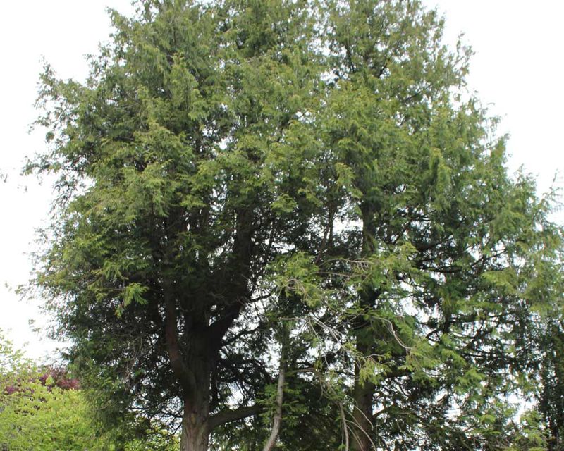 This cedar is around 24 metres tall Thuja plicata