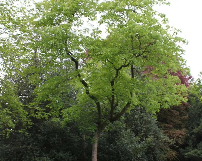 Aesculus flava