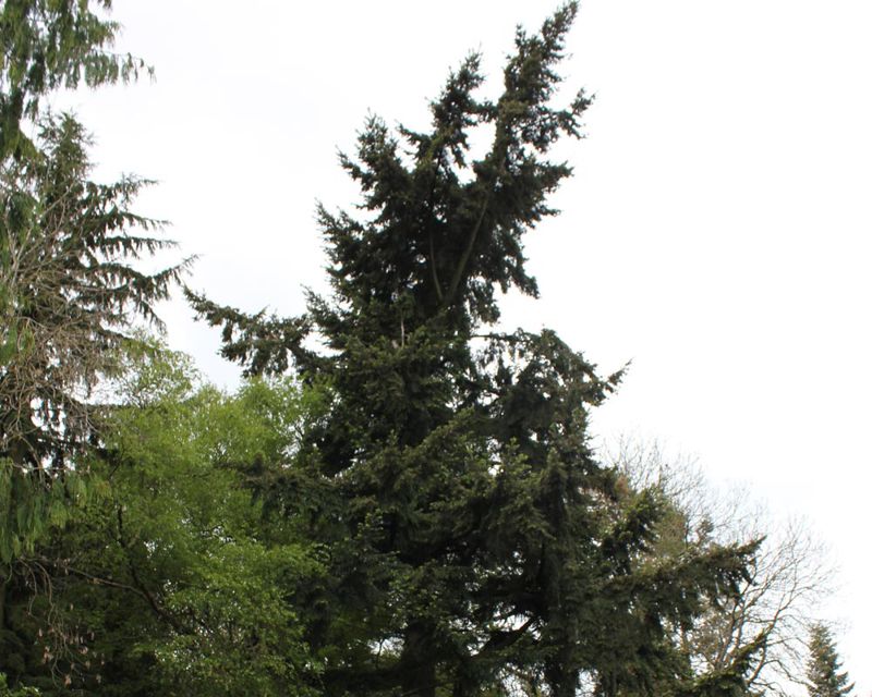 This Douglas fir stands at about 22 metres tall Pseudotsuga menziesii