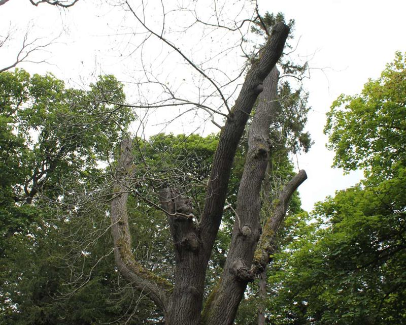 Fraxinus excelsior