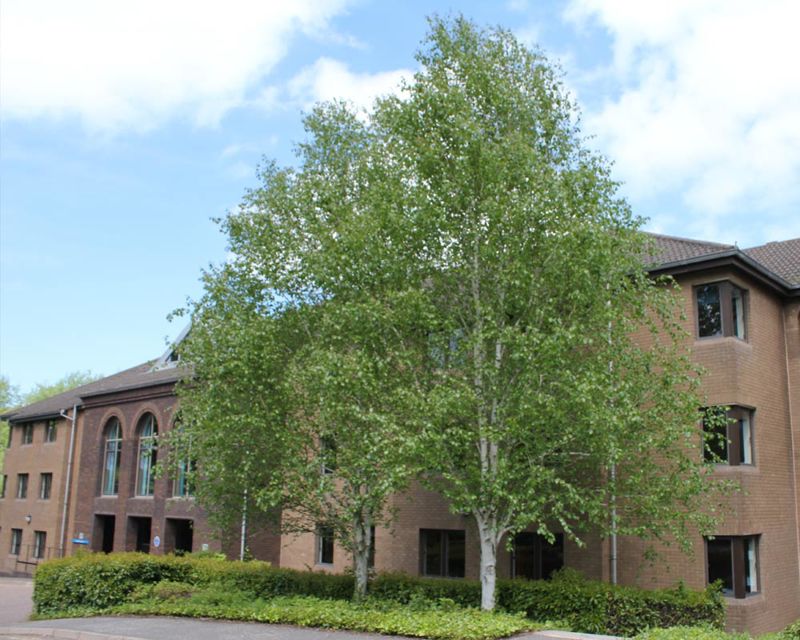 Betula utilis