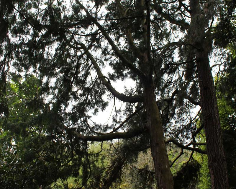 Thuja standishii