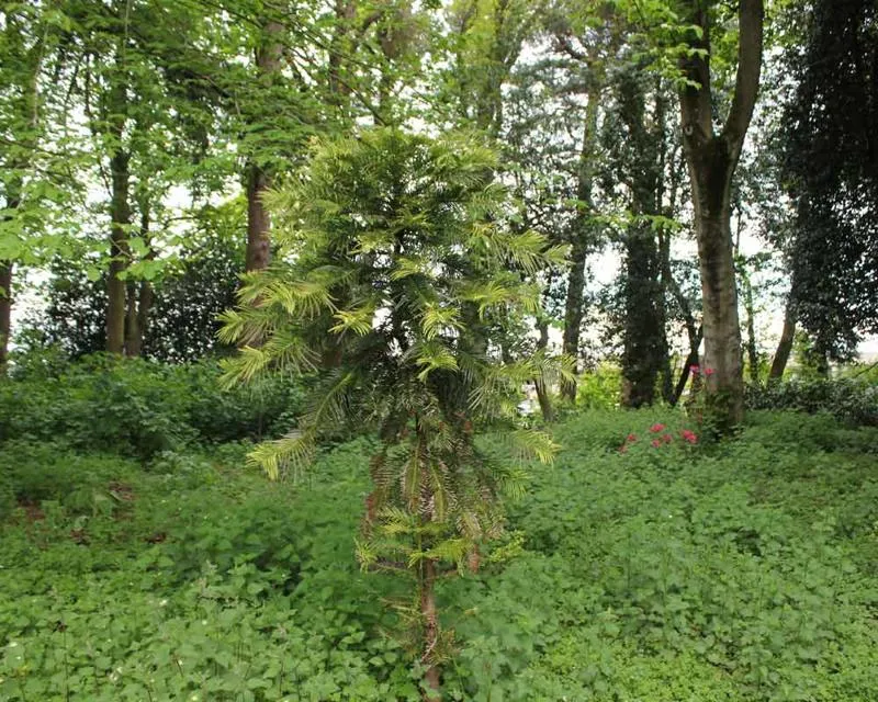 Wollemia nobilis