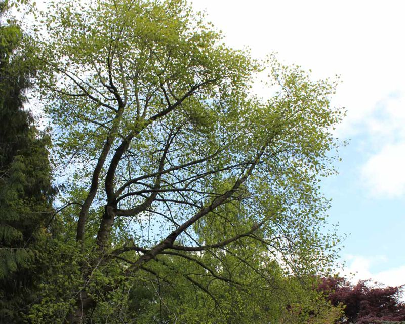 Liriodendron tulipifera