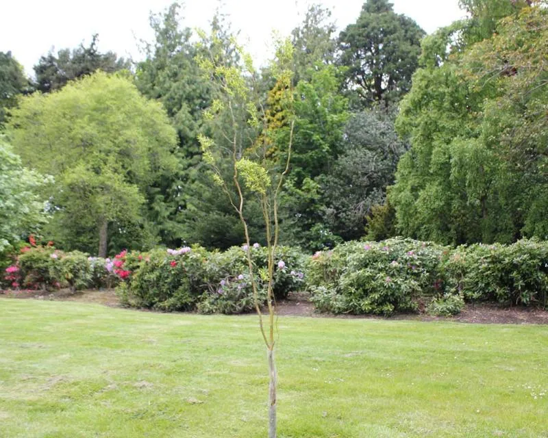 Salix babylonica 'Tortuosa'