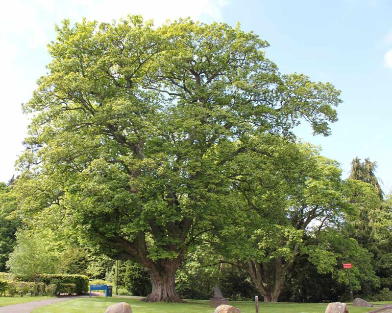 This sycamore tree sits close to the loch Acer pseudoplatanus