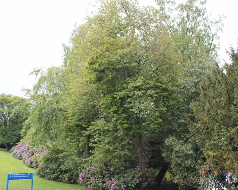 Prunus avium