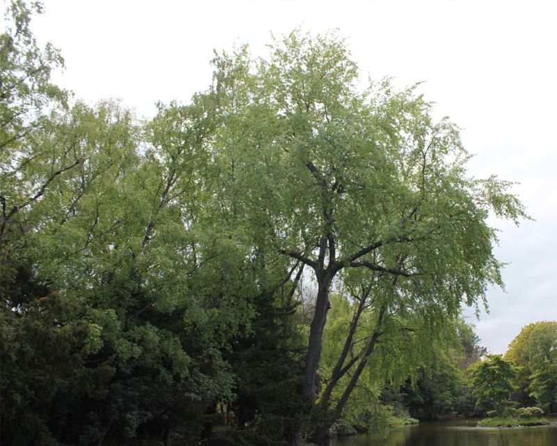 Populus x canescens