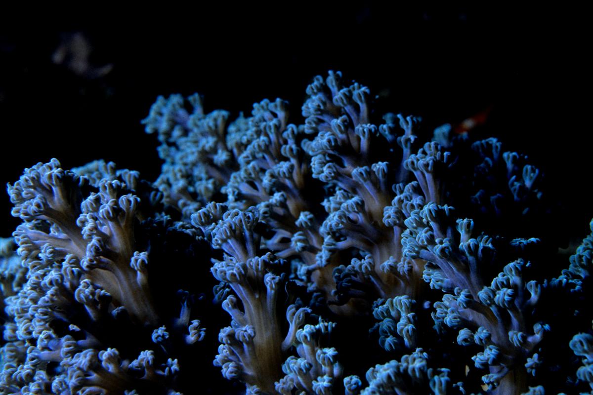 Coral