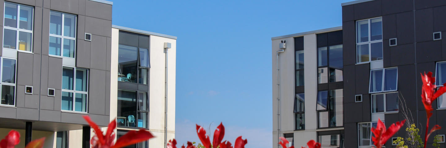 Red flowers with a background of modern buildings