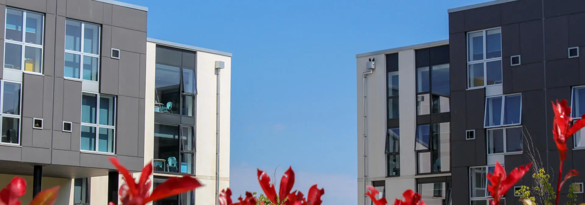 Red flowers with a background of modern buildings