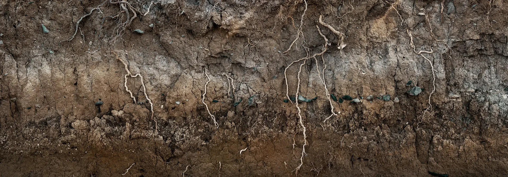 egis-iles-soil-rhizosphere