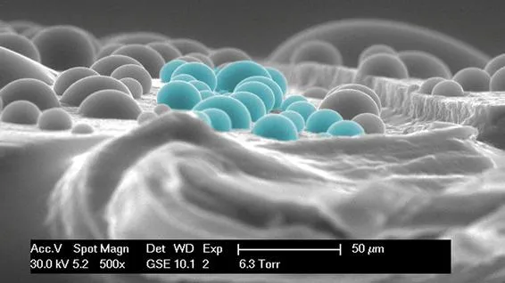 Water droplets on shell surface Water droplets on shell surface