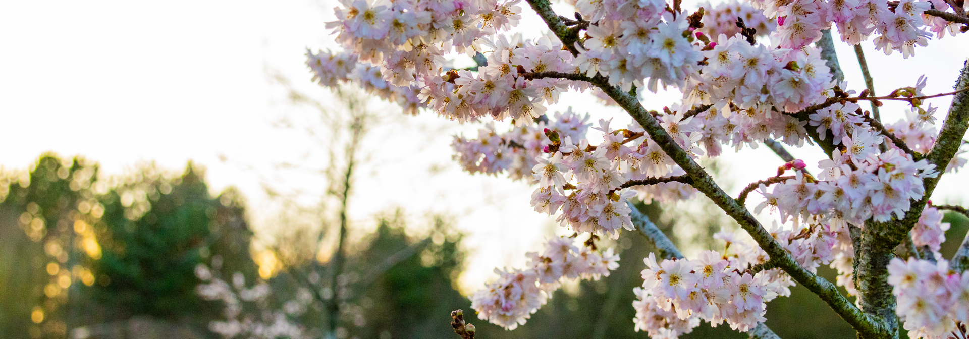 Cherry blossoms on a tree.