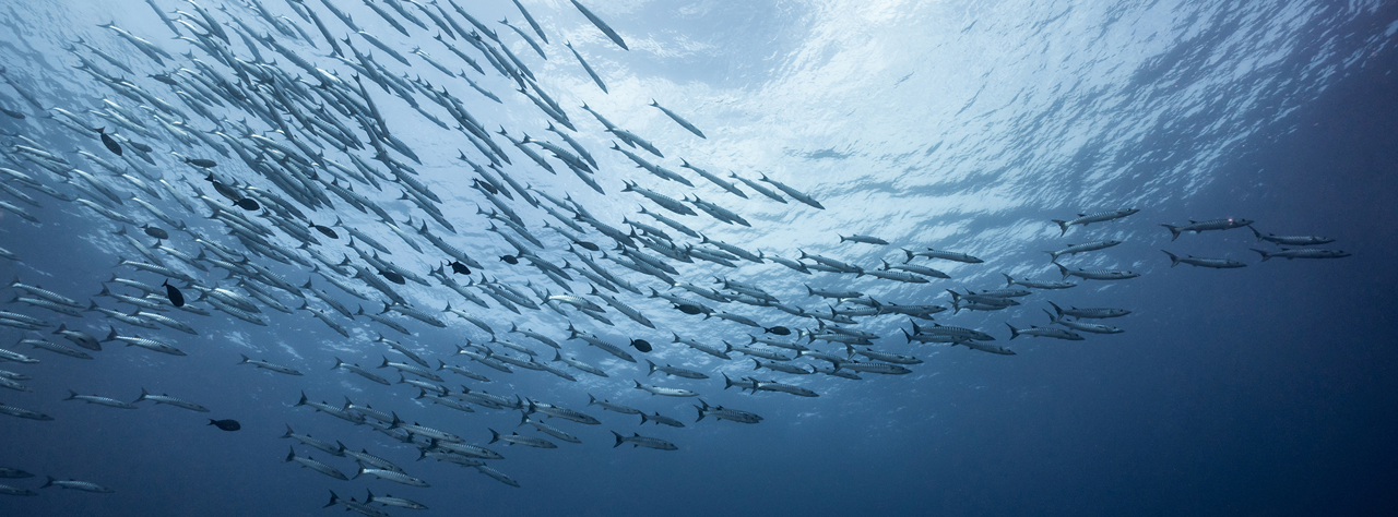 A school of fish swimming in the ocean.