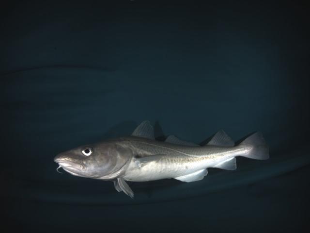 Image of a Cod fish captured inside AI fishing net 1920px
