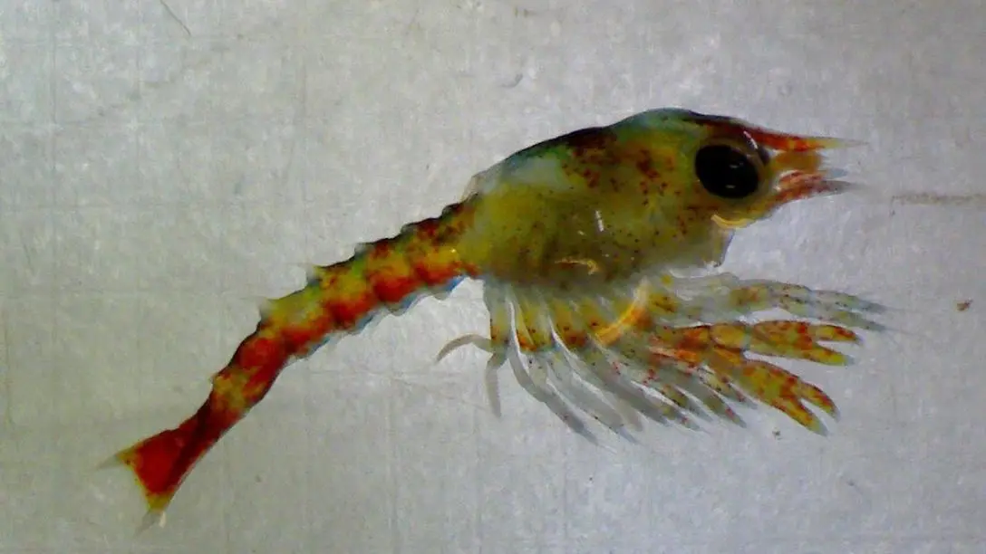 lobster larvae