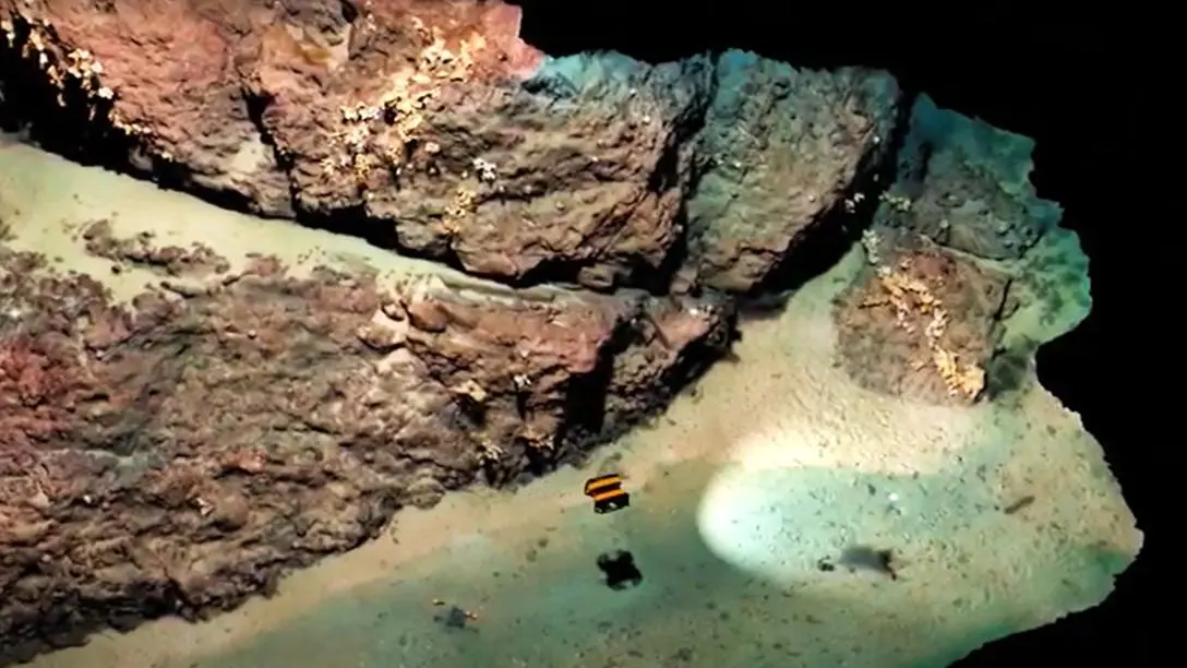 Screenshot of Tritonia animation