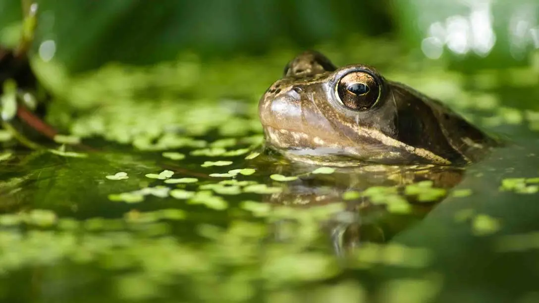 UK frog