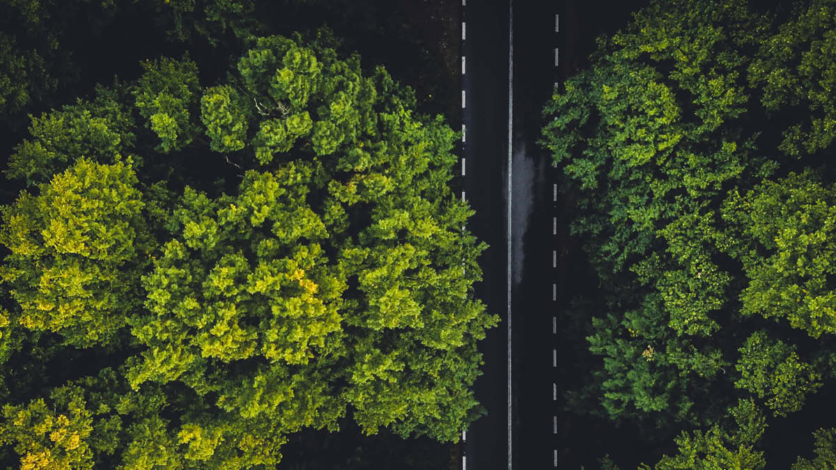 Road passing through forrest