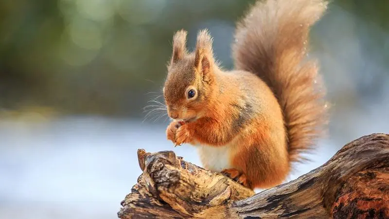 squirrel