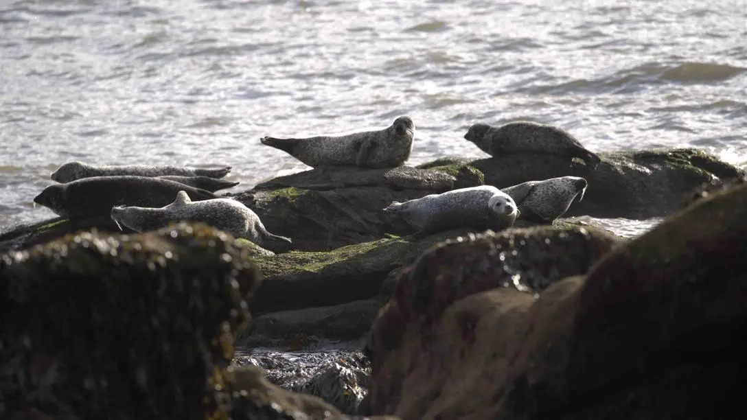 harbour seals