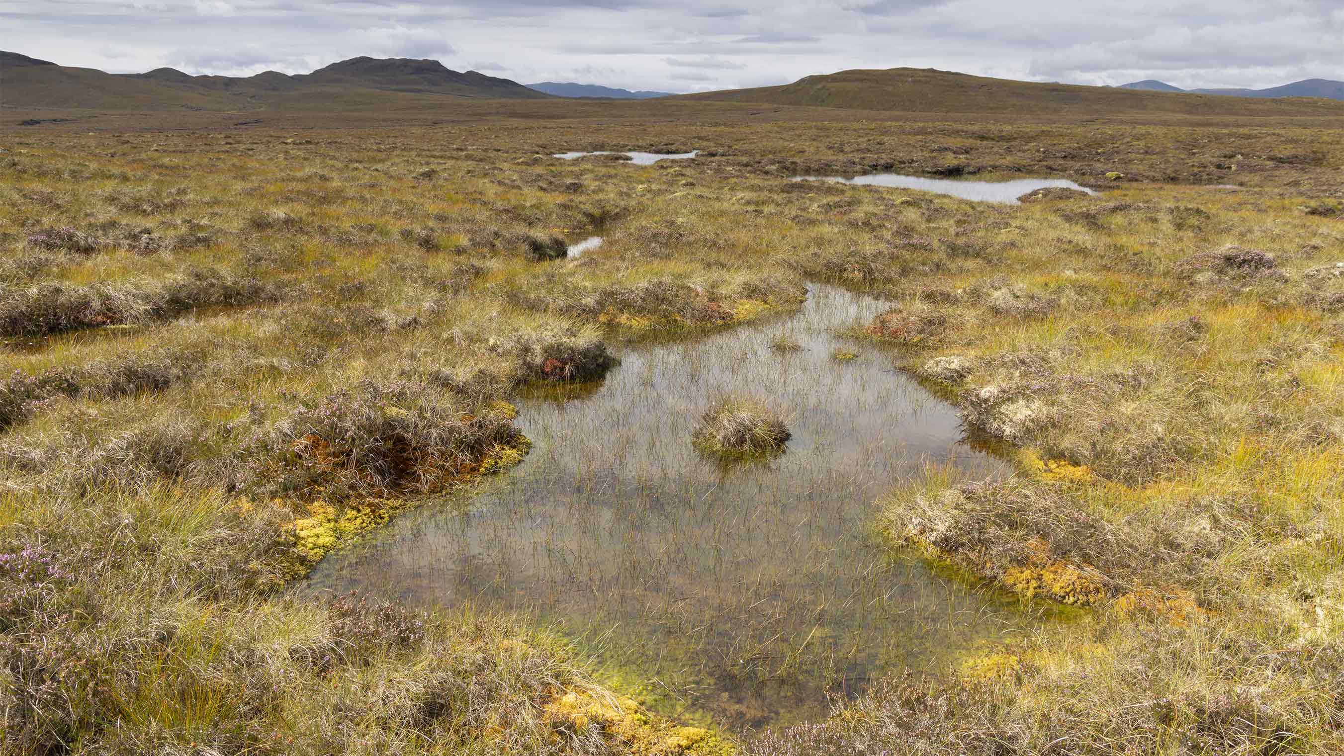 Peatland in the Affric Highlands