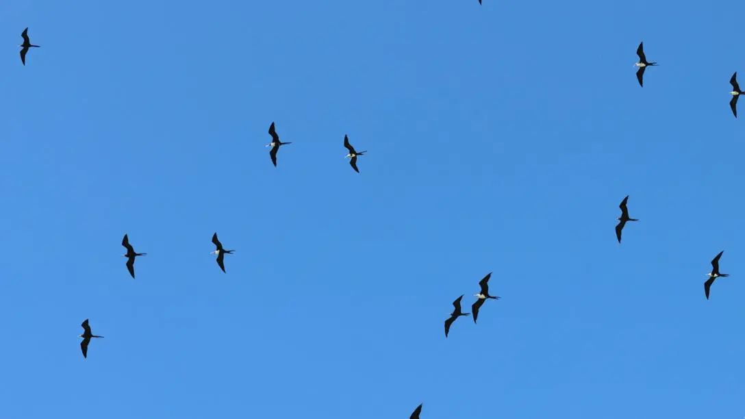 Seabirds in the Indian Ocean are critical for coral reef health