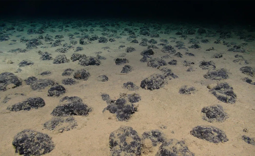 Nodules on the Pacific Ocean floor. Photo by the National Oceanography Centre and the Trustees of the Natural History Museum, with acknowledgement to the NERC SMARTEX project. Nodules on the Pacific Ocean floor. Photo by the National Oceanography Centre.