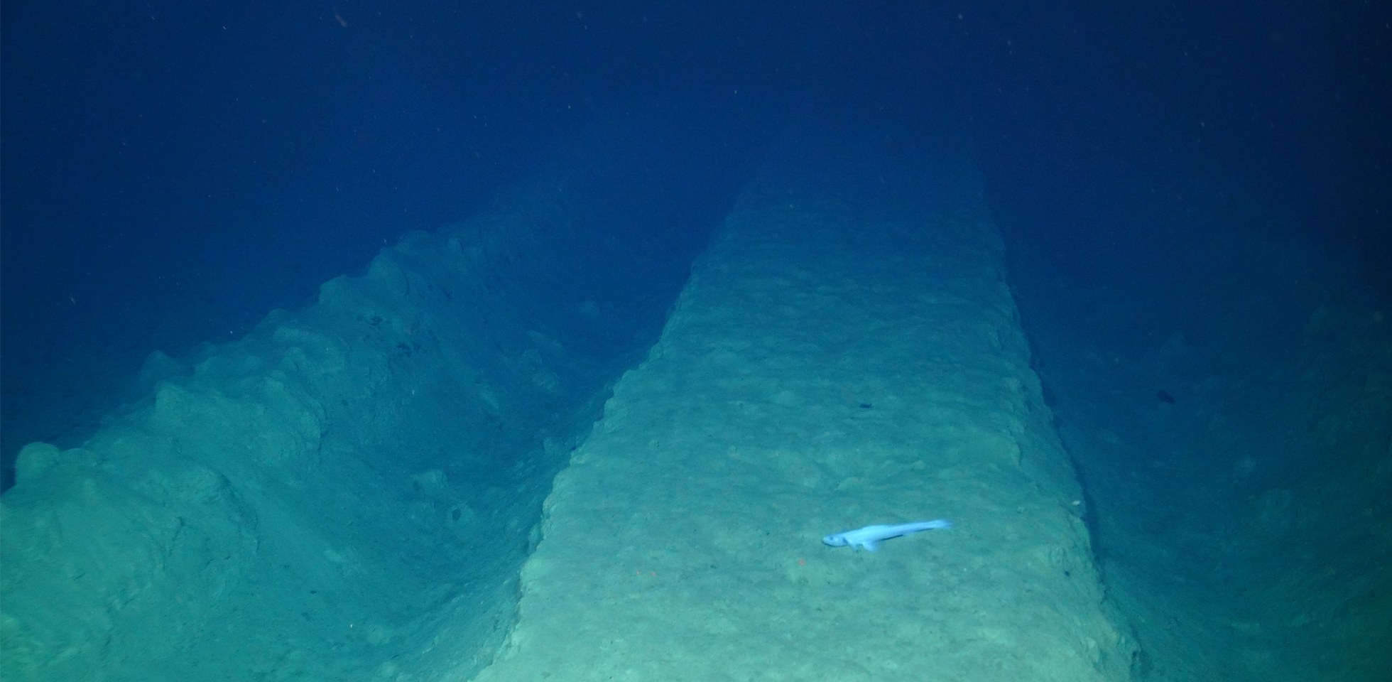 Mining vehicle tracks from 1979 on the Pacific Ocean floor. Photo by the National Oceanography Centre.