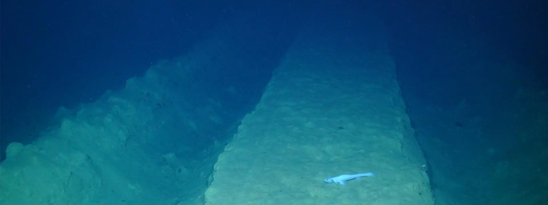 Mining vehicle tracks from 1979 on the Pacific Ocean floor. Photo by the National Oceanography Centre.
