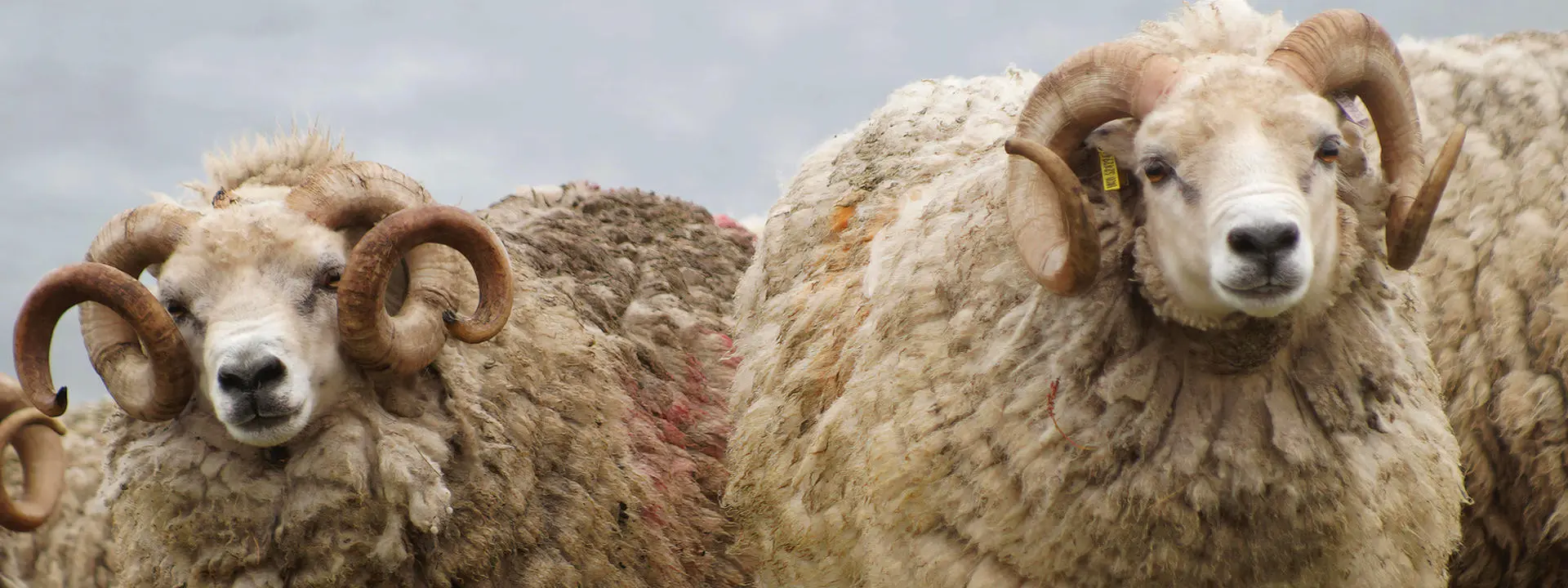 Shetland sheep. Photo from Jamieson & Smith.